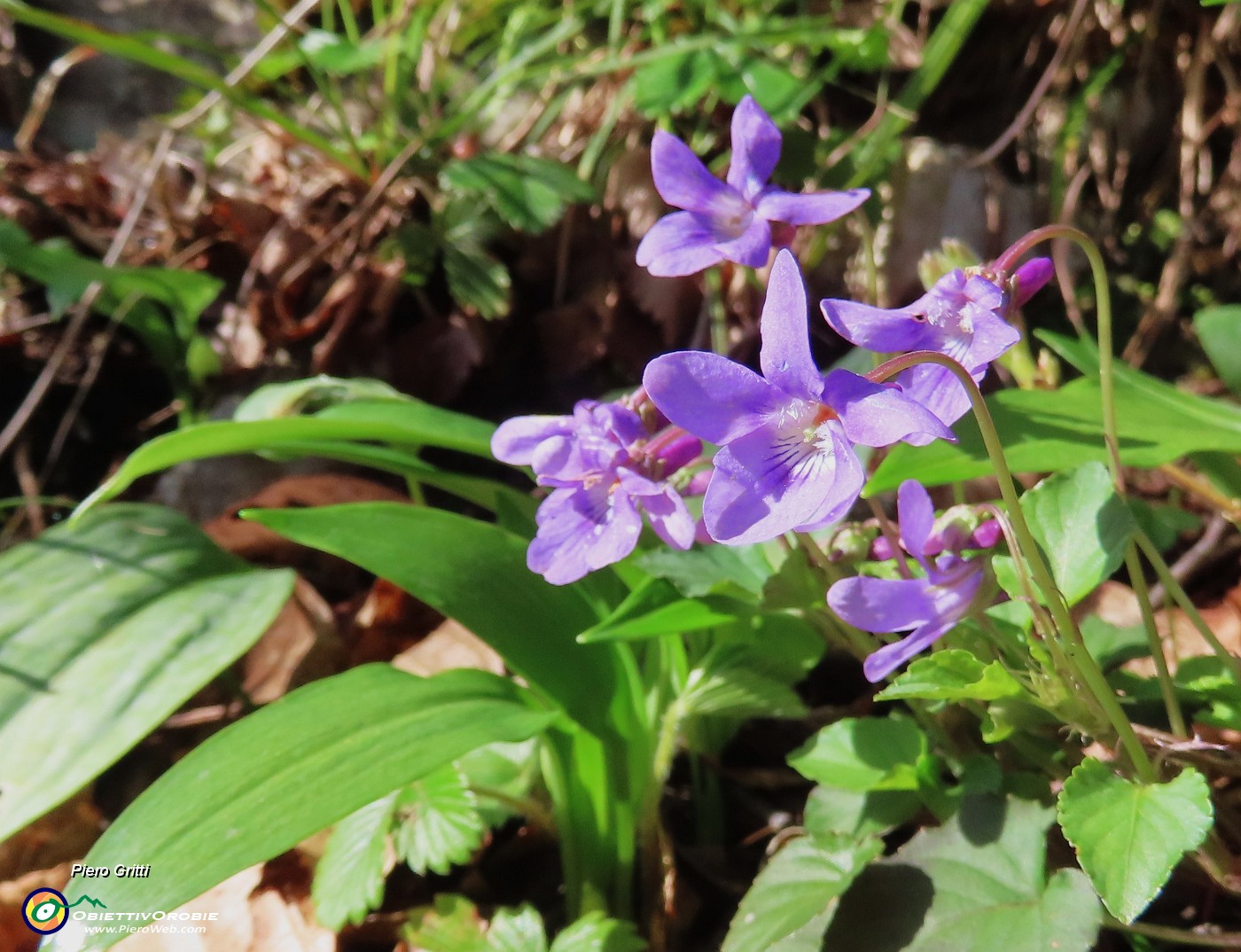 12 Violetta silvestre.JPG